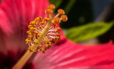 Hibiscus Stem