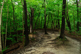 Fototapeta Natura - wooded path with lots of tress and foliage. Starved Rock Illinois.