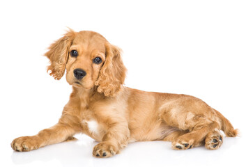 Aufkleber - Portrait of a English cocker spaniel puppy lying in side view and tilting head. isolated on white background