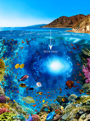 Wall Mural - Scuba Diver over underwater canyon