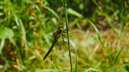 Dragonfly sits on a stalk..