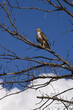 © Lee - Sonoran Desert wildlife. A Ferruginous Hawk in Tucson, Arizona on a tree branch against a blue sky.