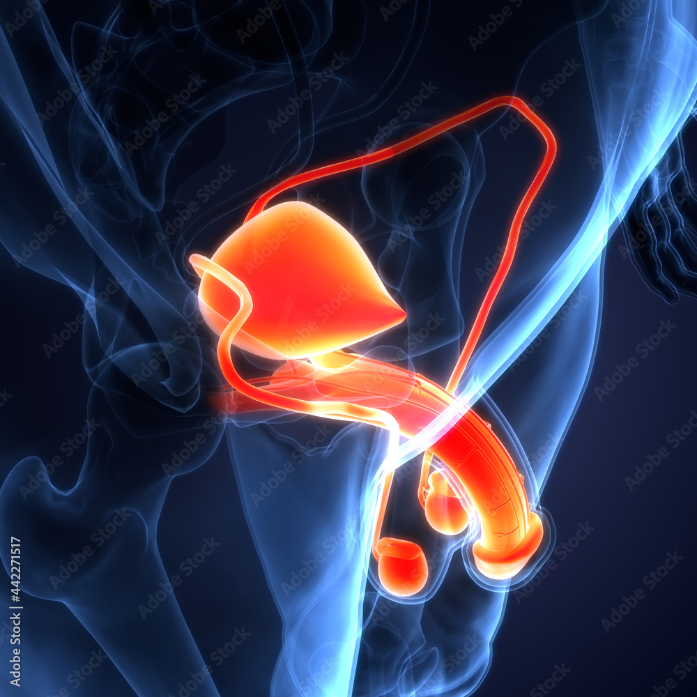 Anatomy visual data 5