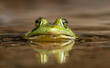 Bull Frog in a Pond 