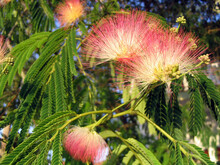 Persian Silk Tree Or Mimosa Albizia Julibrissin Close Up Of Flowers And Seed Pods