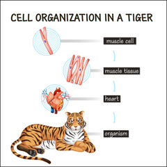 Wall Mural - Diagram showing cell organization in a tiger