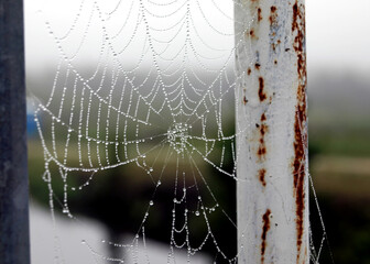 Wall Mural - spider web in the morning dew