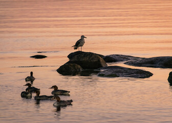 Wall Mural - orange sunset by the sea, black stone and bird silhouettes against the sea background, summer