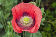 Pink opium poppy, Papaver somniferum, in flower