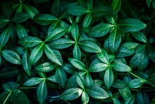 Green Plant Foliage Nature Background, Top View. Fresh Garden Abstract Foliage.