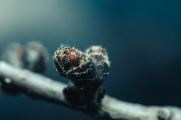 Macro, close-up, bud on a tree