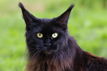 Closeup Portrait Of Young Purebred Pedigreed Cat, Black Brown Maine Coon With Bright Green Eyes On The Grass On The Grass