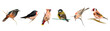 A set of birds sitting on a branch. Vector illustration