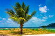 Paradiesischer Strand in Thailand, Palme am Meer