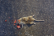 Dead Crushed Rat On The Pavement, Virus Poisoned Animal Danger