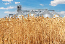 Scenic Landscape Of Ripe Golden Organic Wheat Stalk Field Against Modern Silo Granary Cereal Storage Facility And Blue Sky On Bright Sunny Summer Day. Agricultural Agribuisness Business Concept