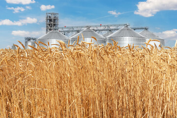 Scenic landscape of ripe golden organic wheat stalk field against modern silo granary cereal storage facility and blue sky on bright sunny summer day. Agricultural agribuisness business concept