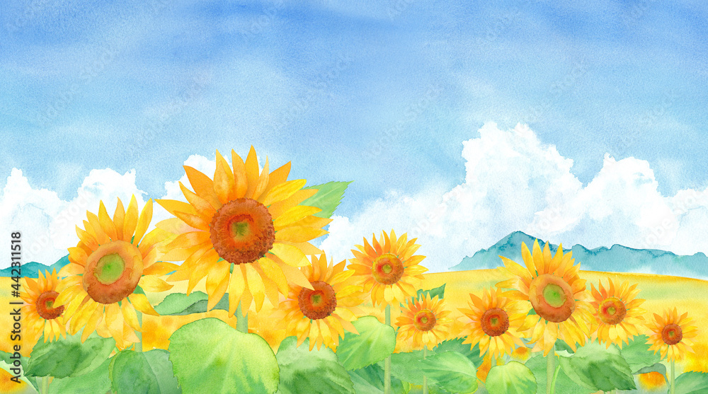 青空と入道雲のひまわり畑の風景。水彩イラスト。横長バナー背景。 の