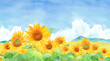 © Keiko Takamatsu - 青空と入道雲のひまわり畑の風景。水彩イラスト。横長バナー背景。