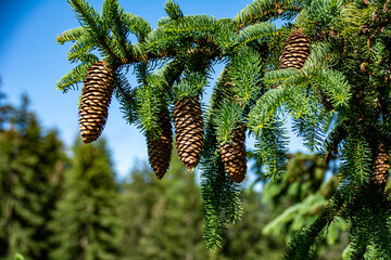 Pine cones hang on a fir tree against a blue sky and trees background on a sunny day