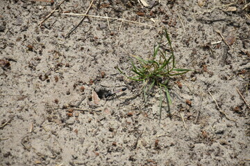 Visit to National park Loonse en Drunense Duinen (NL)