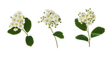 Wall Mural - Set of spiraea chamaedryfolia flowers and leaves isolated