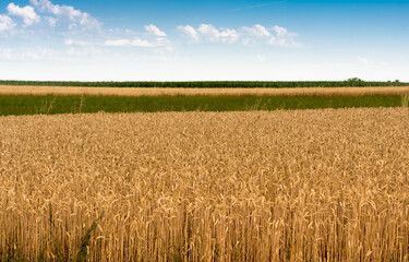 golden wheat fields and green meadows, agricultural landscape on summer sky in Piedmont, Italy