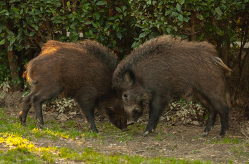 Poster - Two wild boars fighting