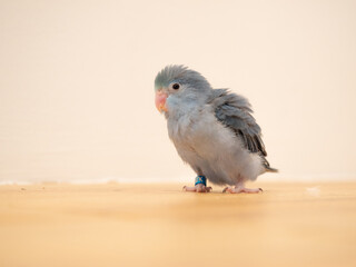 Cobalt turquoise split pastel standing on floor. parrotlet bird. Selective focus