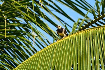 Wall Mural - Black-collared starling on a tree