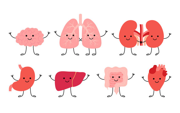 Set cute smiling happy human healthy strong organs characters. Brain, lungs, kidneys, stomach, liver, gut intestine and heart organs. Vector cartoon kawaii illustration