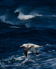 Wall Mural - Grote Albatros, Snowy (Wandering) Albatross, Diomedea (exulans) exulans