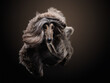  flying dog. an Afghan hound on a dark background. active pet, movement