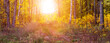 Autumn forest at sunset, panorama. Forest in the rays of the evening sun
