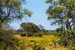 Hippo in Okavango swamps. Moremi game reserve national park, Okavango Delta, Botswana