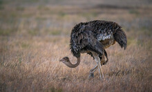 Female Masai Ostrich In Defense Position, Lying Low