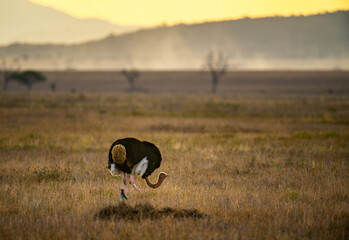 Sticker - Male Masai ostrich in defense position, lying low