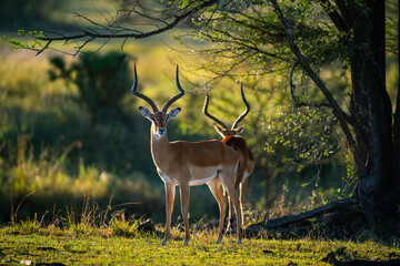 Poster - Two impalas resting near the Mara River.