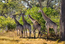A Herd Of Giraffe In African Bush. Moremi Game Reserve, Botswana.