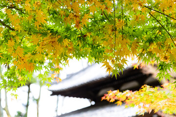 the beautiful Japan maple leaves (Momiji autumn colorful maple) garden at at the park at Eikando shrine in Kyoto, Japan.