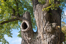 Linden Tree With A Big Knothole For Birds