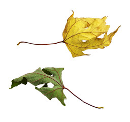 Wall Mural - autumn maple dry leaves isolated