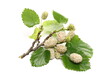 White mulberry fruits with leaves isolated on white background
