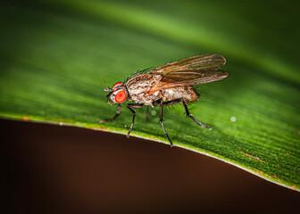 
a small red-eyed fly on the edge of a green leaf