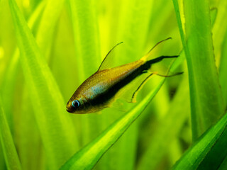 Wall Mural - Emperor tetra (Nematobrycon palmeri) isolated in tank fish with blurred background
