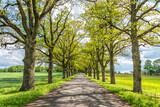 Fototapeta Na ścianę - Tree Lined Rural Road in Latvia in Springtime