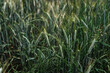 Young wheat on a field