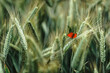 Butterfly on a wheat on a field