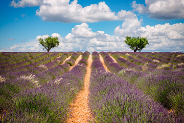 Wall Mural - Champ de Lavandes sur le plateau de Valensole