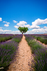 Wall Mural - Champ de Lavandes sur le plateau de Valensole